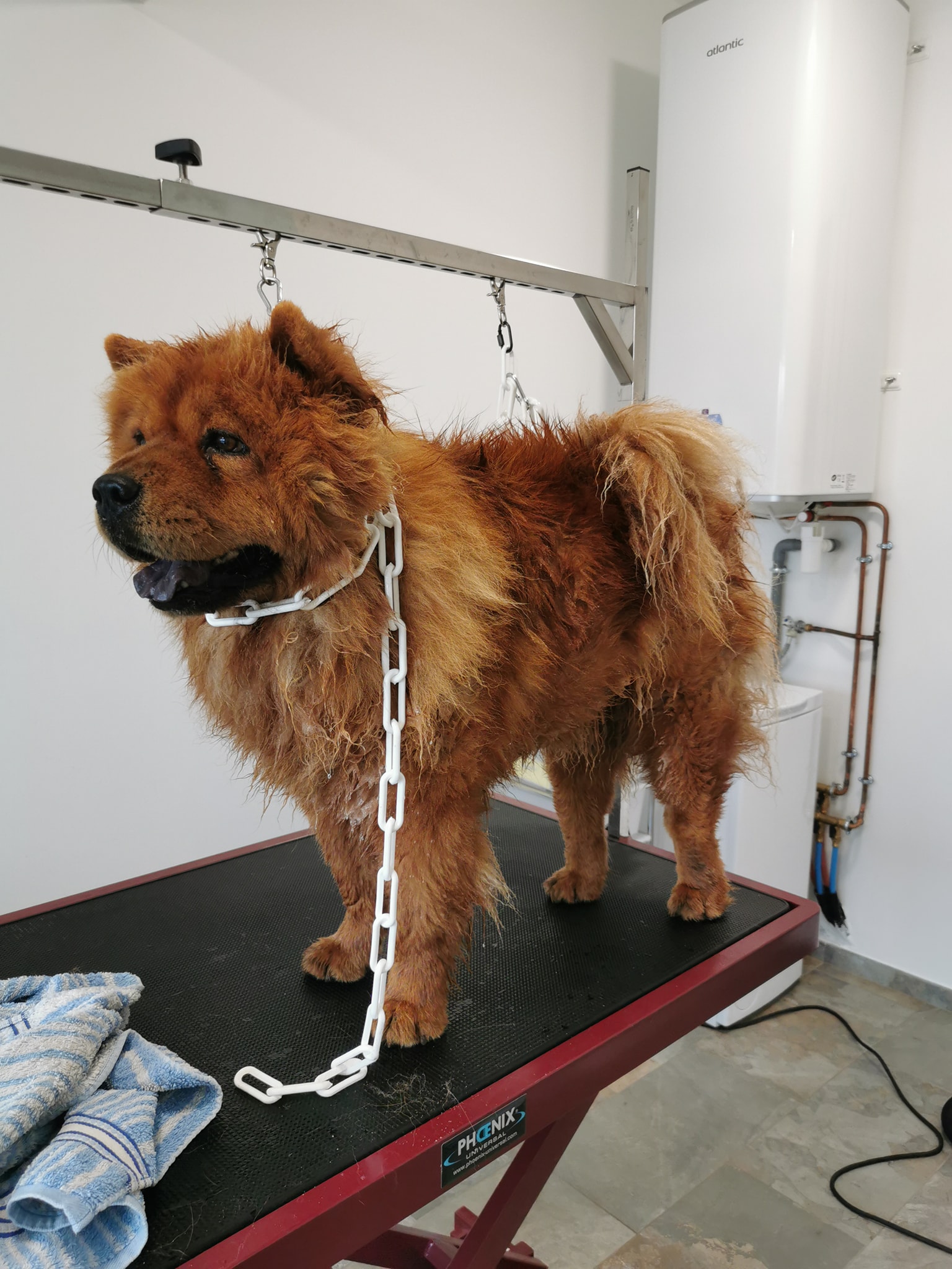 Aldaya salon de toilettage