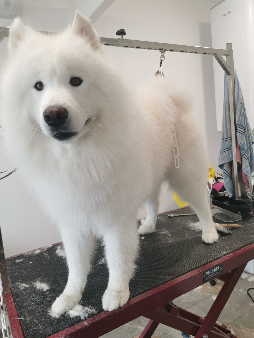 Aldaya salon de toilettage Aldaya salon de toilettage