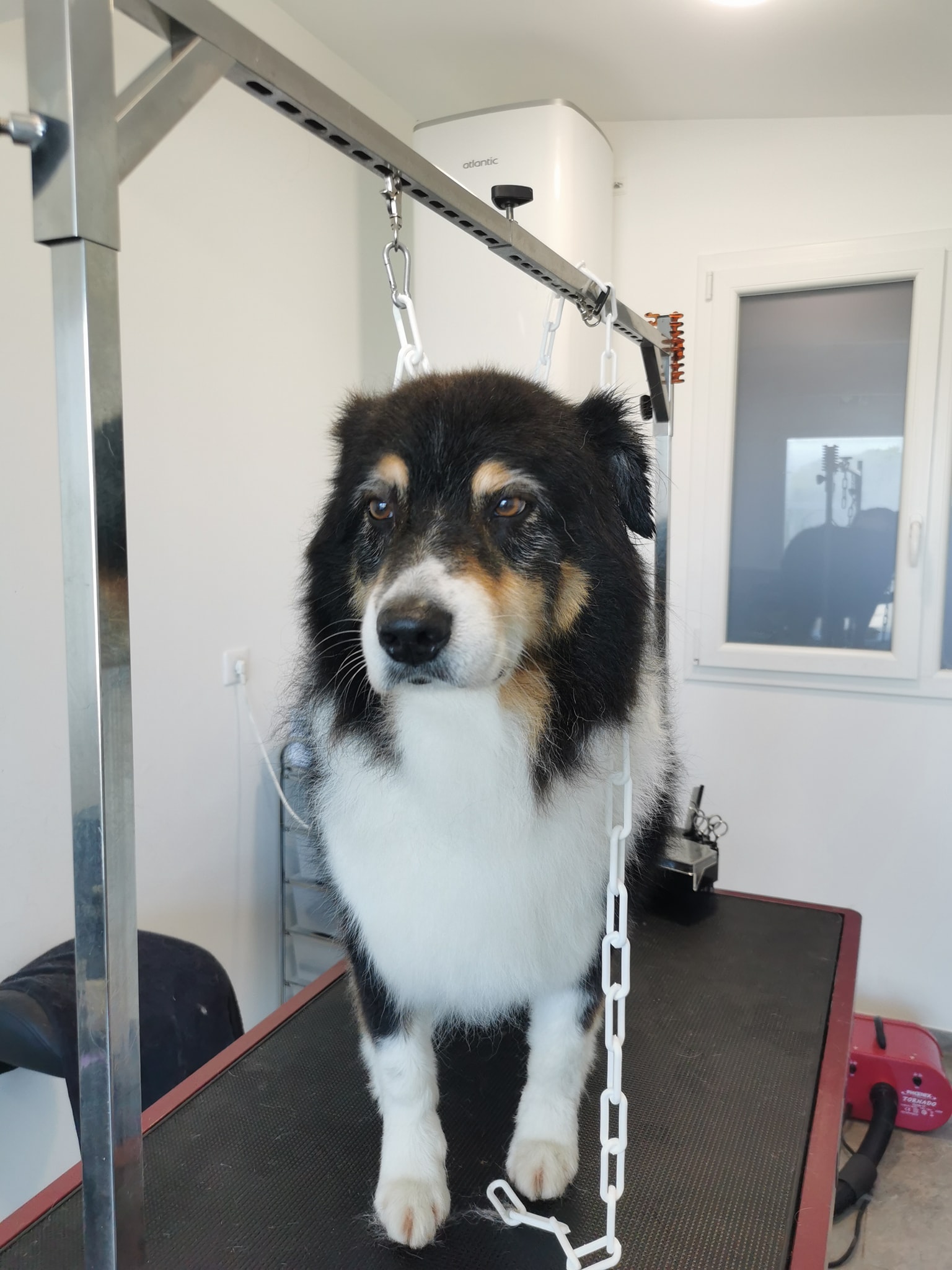 Aldaya salon de toilettage Aldaya salon de toilettage