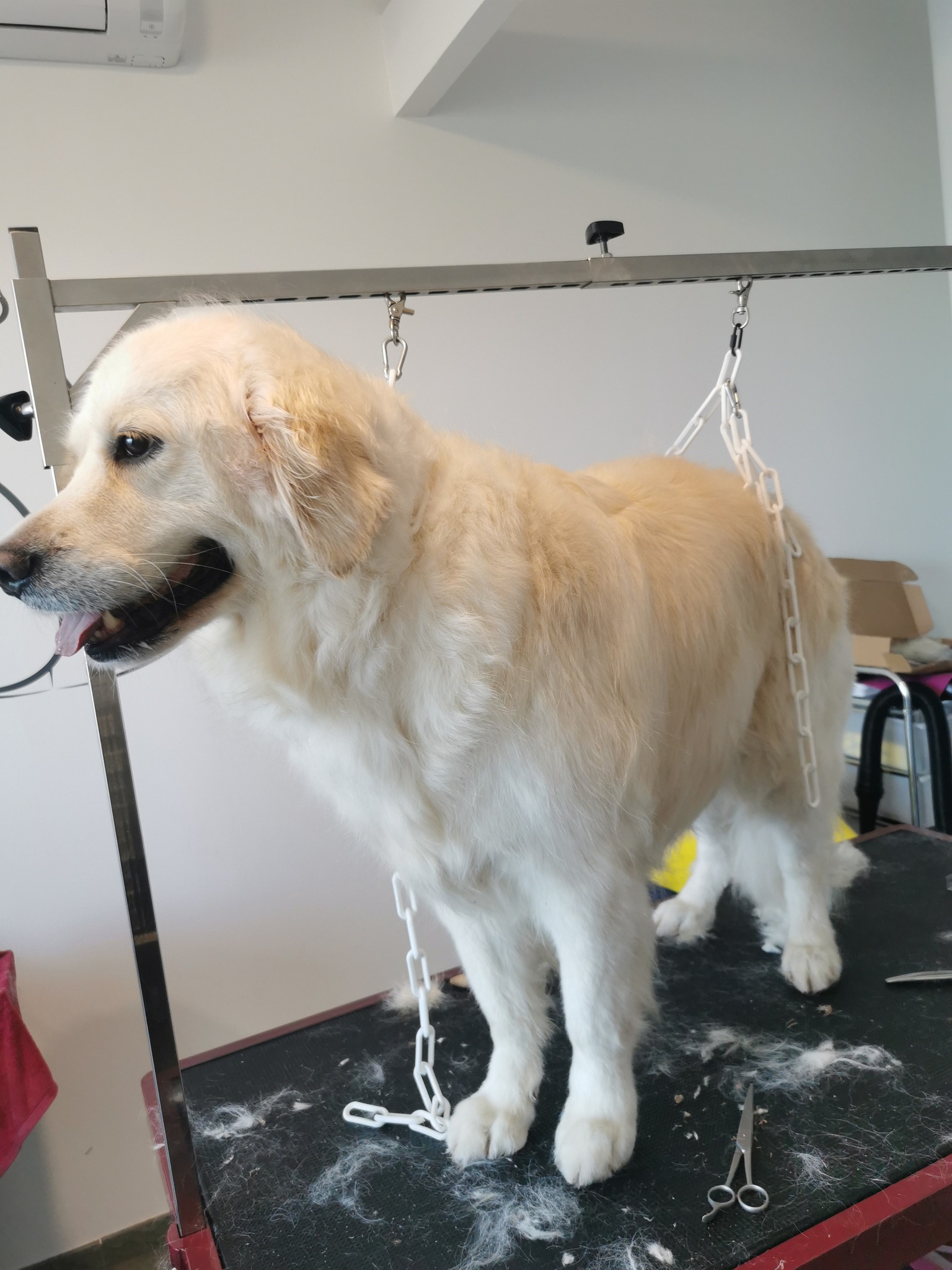 Aldaya salon de toilettage