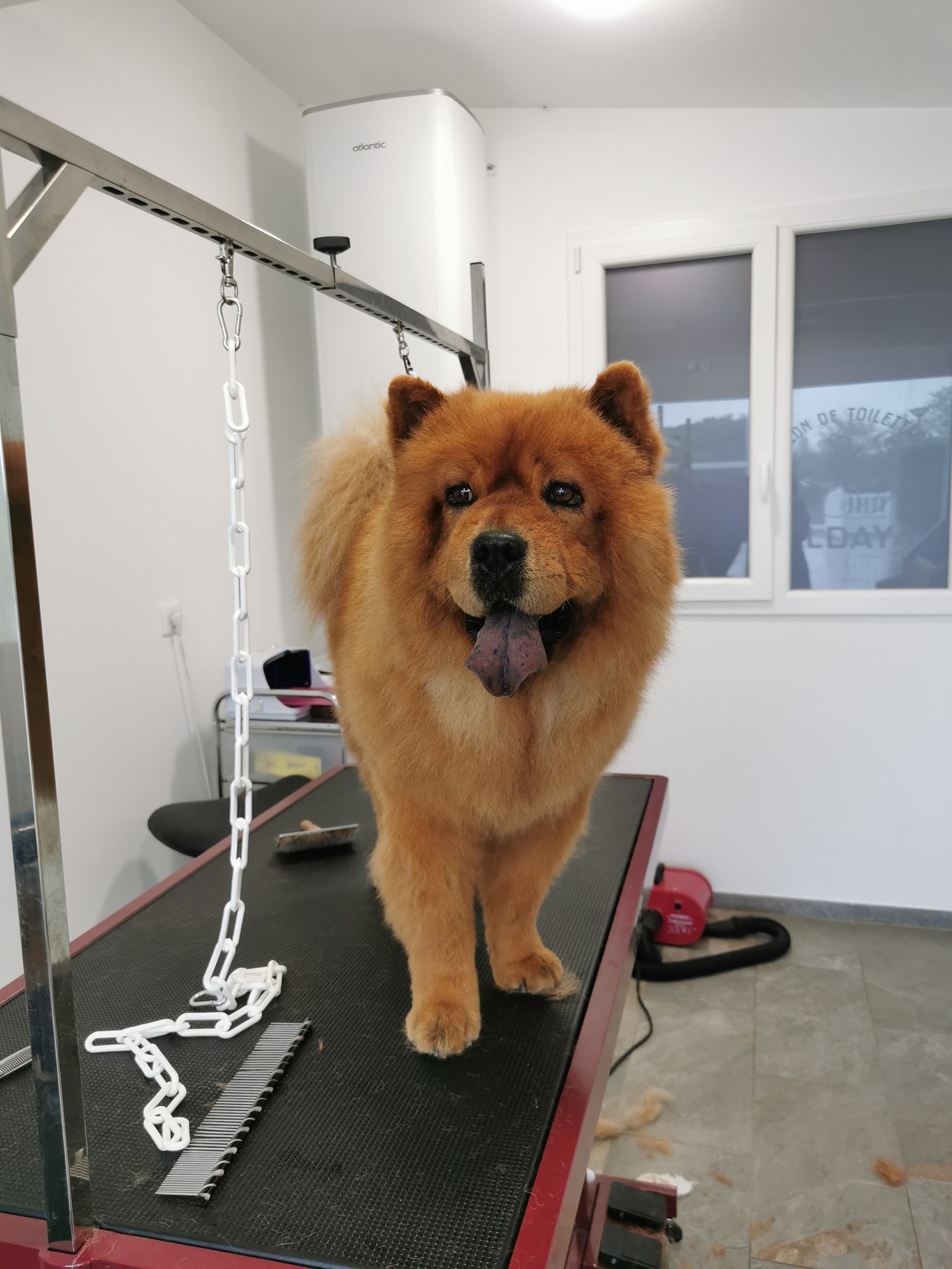 Aldaya salon de toilettage Aldaya salon de toilettage