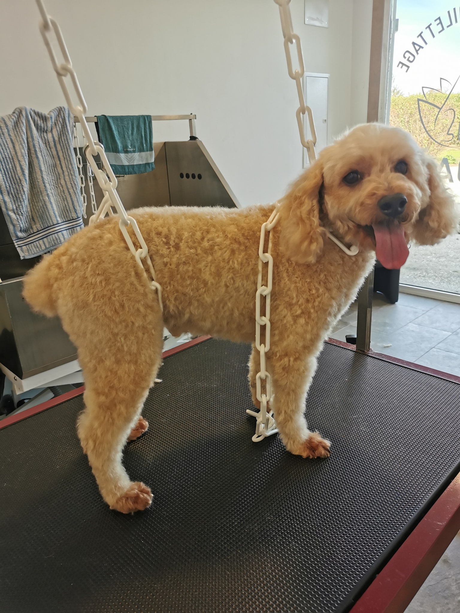 Aldaya salon de toilettage Aldaya salon de toilettage