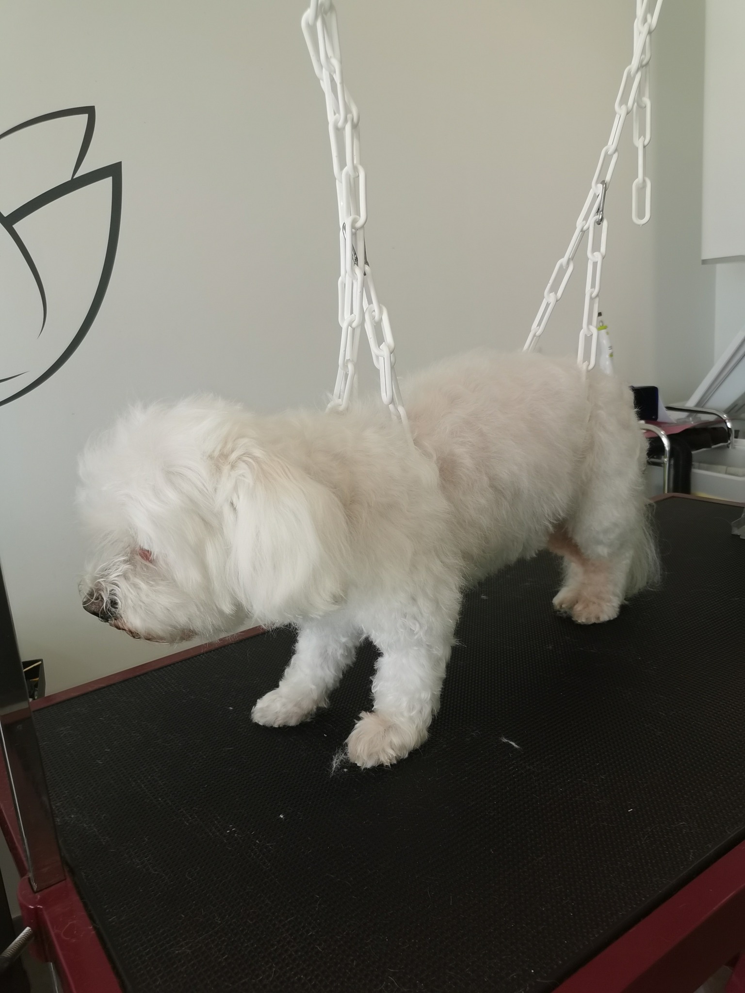 487344598_997058712352478_7316722075287916460_n Aldaya salon de toilettage