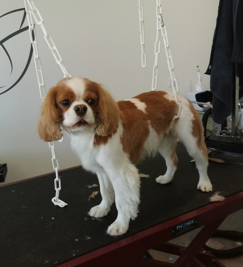 Aldaya salon de toilettage Aldaya salon de toilettage