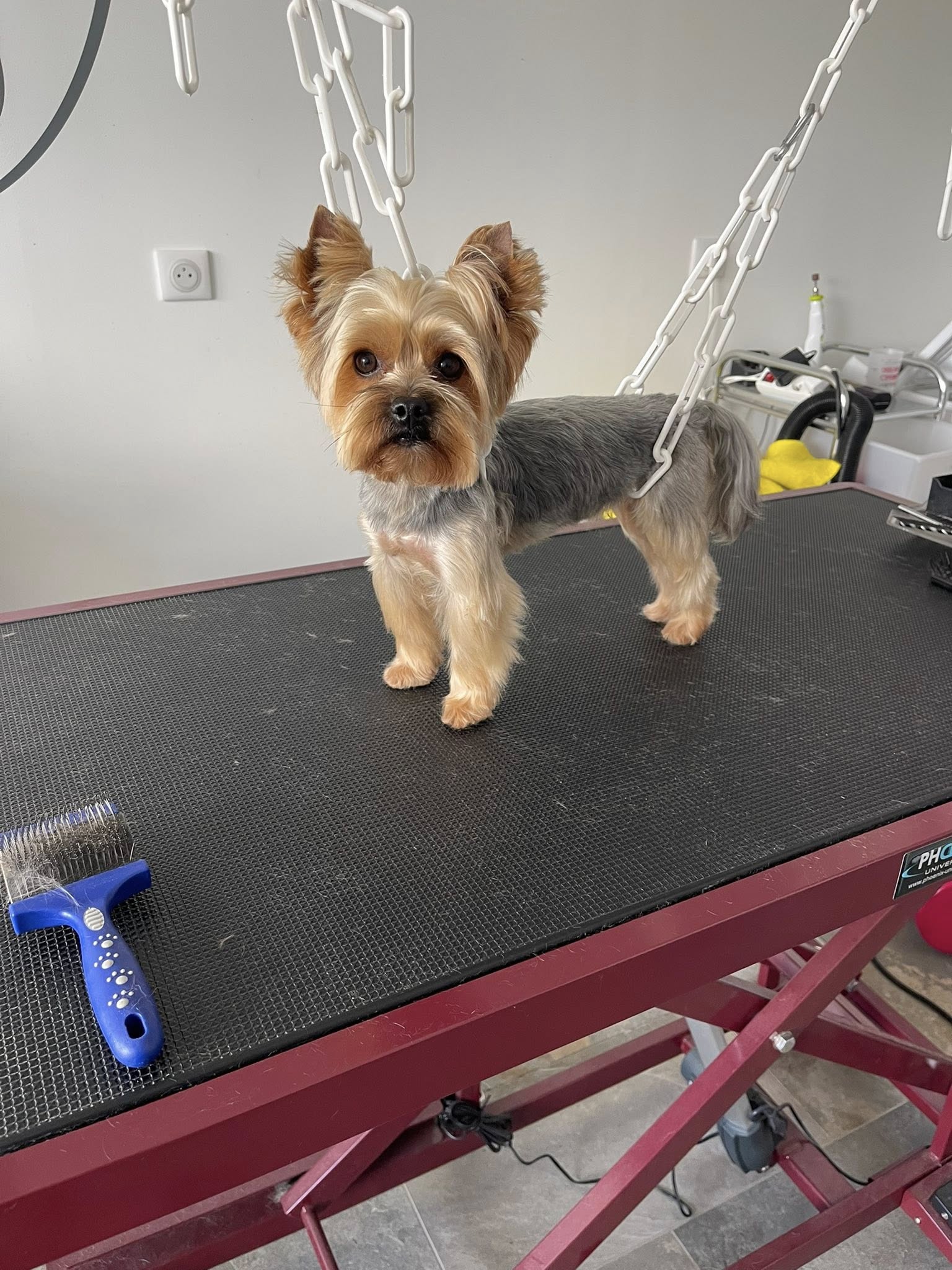 Aldaya salon de toilettage Aldaya salon de toilettage