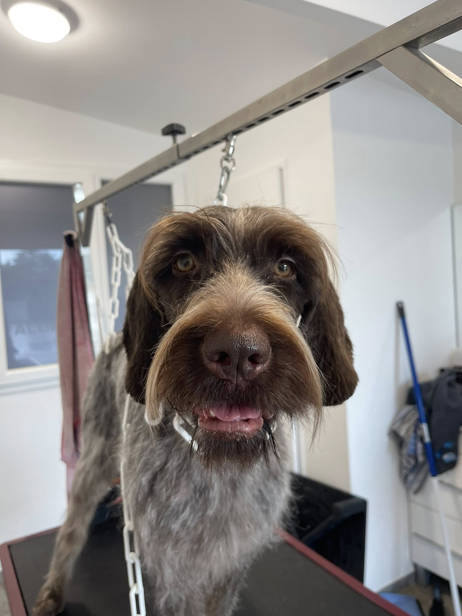 Aldaya salon de toilettage